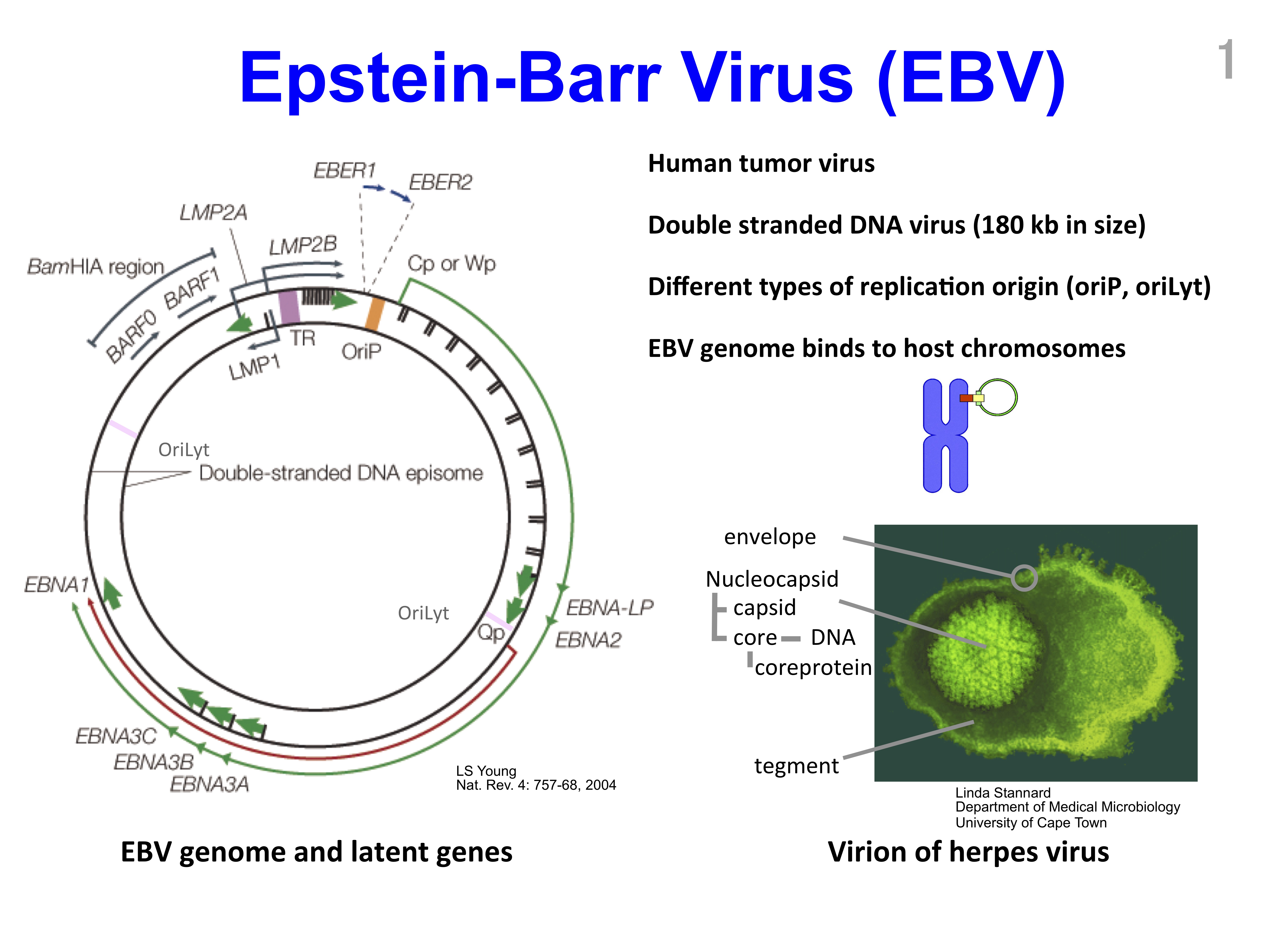 Epstein barr virus ebna. Строение вируса Эпштейна-Барр. Вирус Эпштейна-Барр структура. Вирус Эпштейна-Барр антигенная структура. Вэб вирус Эпштейна Барр.